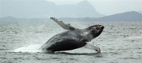 Planee Con Comfama Su Visita Al Pac Fico Para Ver Las Ballenas Agenda