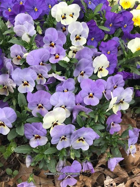 Pansy Viola X Wittrockiana Cool Wave® Frost In The Violas Database