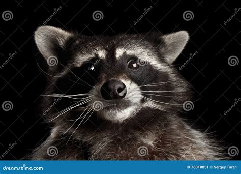 Portrait Of A Raccoon In Profile Stock Photography