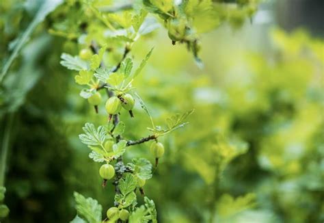 Изготовление опоры для ягодных кустарников на даче – Антонов сад