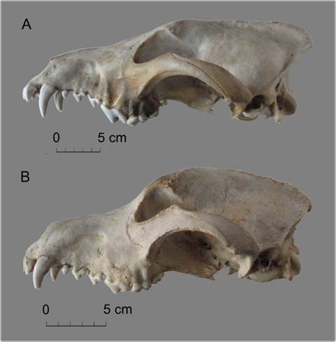 Visual difference in wolf and dog skull morphology. (A), recent ...