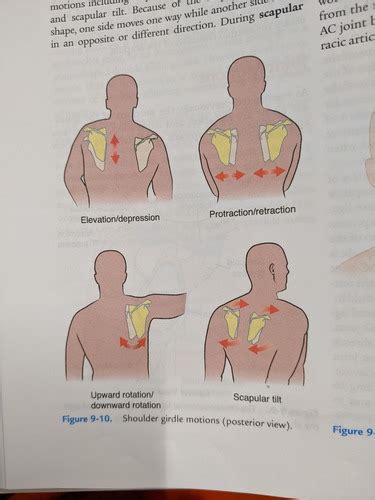 Shoulder Movements And Ranges Of Movement For Goni Flashcards Quizlet