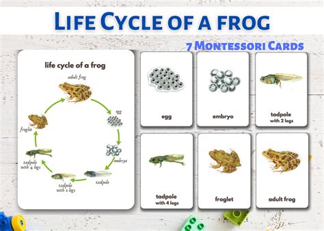 Life Cycle Of A Frog Flashcards 7 Printable Montessori Cards Etsy España