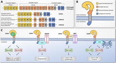 Frontiers CD44 In Ovarian Cancer Progression And Therapy ResistanceA