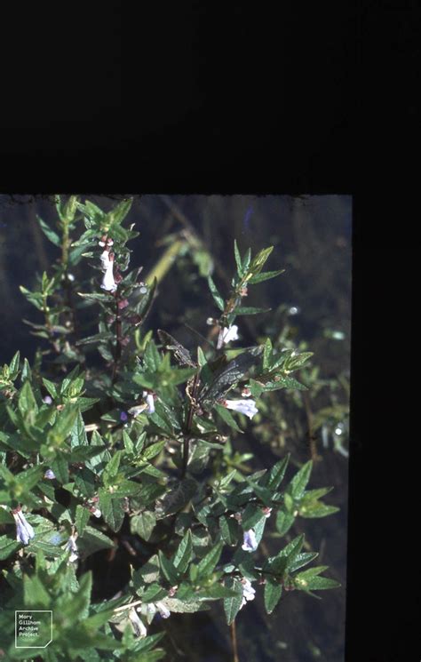 Scutellaria Galericulatum Crymlin Brook Labiates Dr Mary