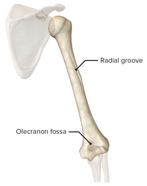 Radial Groove Radial Nerve