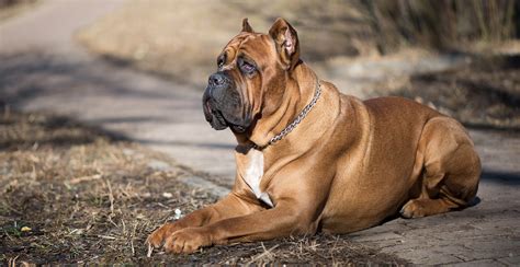 cane corso breed guide lifespan size characteristics
