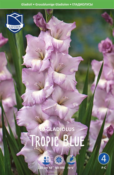 Gladiolus Tropic Blue – Jack the Grower