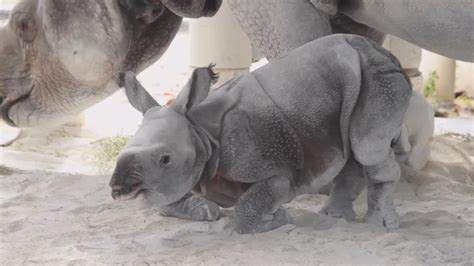 Zoo Miami welcomes first rare Indian rhino born by artificial insemination - ABC7 San Francisco