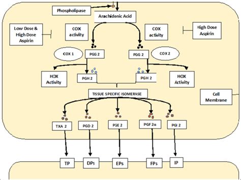 Aspirin Mechanism Of Action