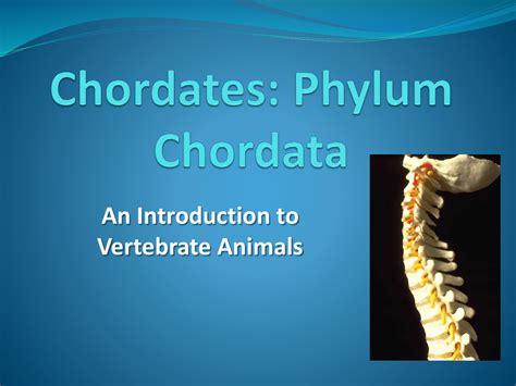 Chordates Notes