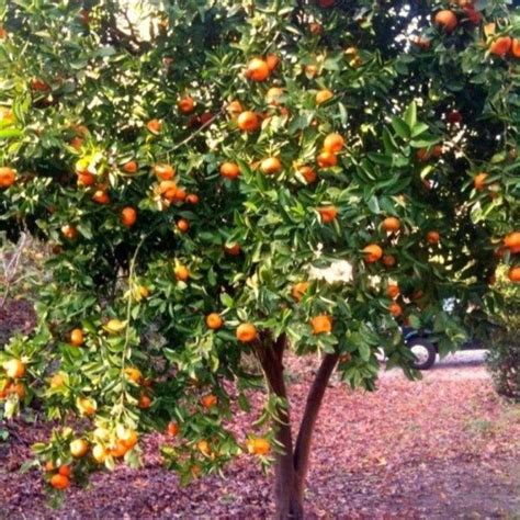 Satsuma Tangerine Trees for Sale | Garden Goods Direct