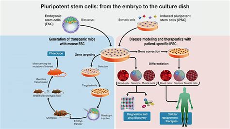 Video Understanding Human Pluripotent Stem Cell States And Their