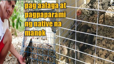 Pagpaparami At Pag Aalaga Ng Native Na Manok Yamkii Buhay Farmer Youtube