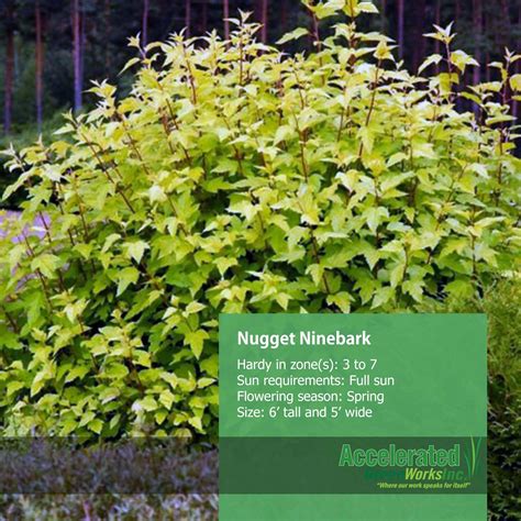 Пузыреплодник калинолистный дартс Голд (75 фото) - фото - картинки и ...