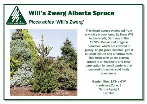 Picea Abies Wills Zwerg Iseli Nursery