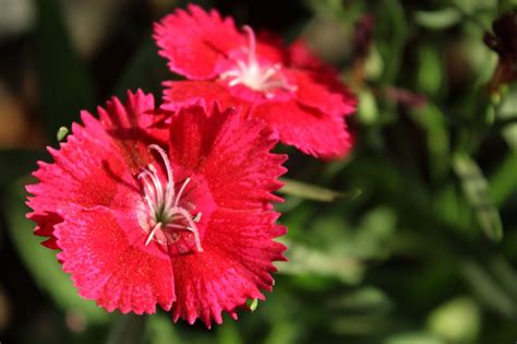 Free photo "Reddish Pink Flower Closeup"