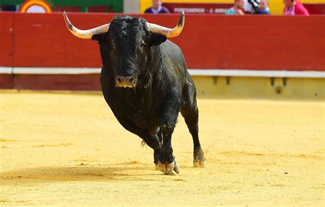 15 Facts About Bulls And Bullfighting