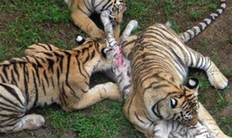 Shocking Pictures Show Caged Tigers Savagely Ripping Young Cub To Death