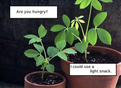photosynthesis cheezburger photosynthesis jokes photosynthesis
