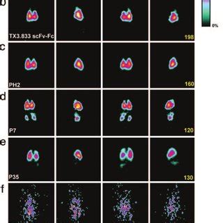 In Vivo Planar Scintigraphic Imaging Of Scfv Fcs In Rat A G Planar