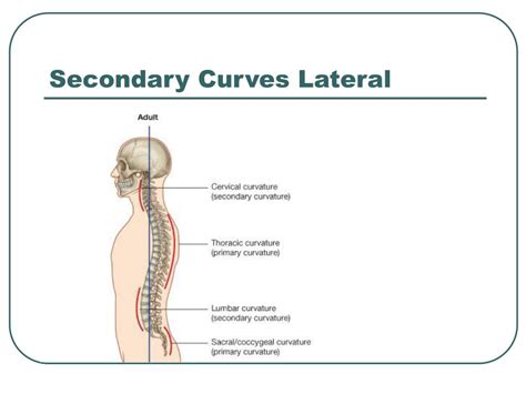 Ppt Vertebral Column Powerpoint Presentation Free Download Id 1284846