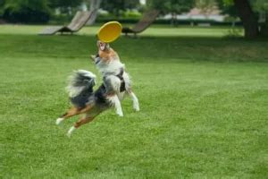 Dog Frisbee Competition Guide | LittlePuppy