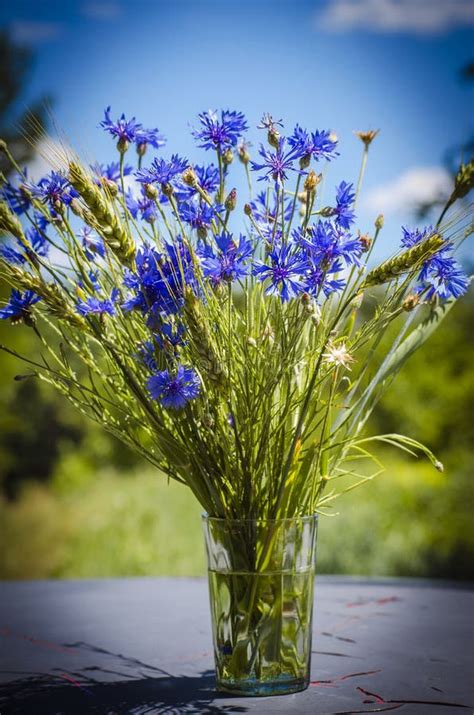 Blue flower cornflower stock photo. Image of pattern - 98465886