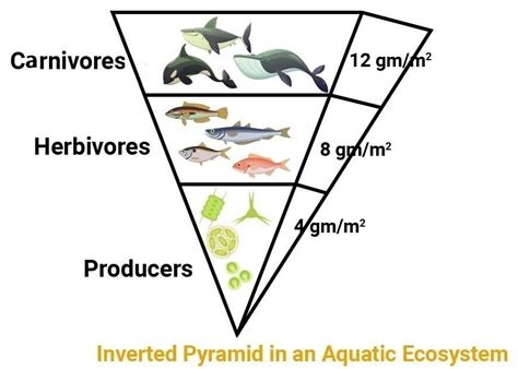 Tree Ecosystem Pyramid