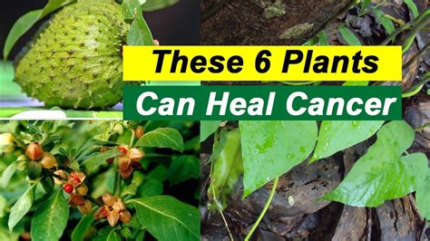 Did You Know That These 6 Plants Can Heal Cancer YouTube