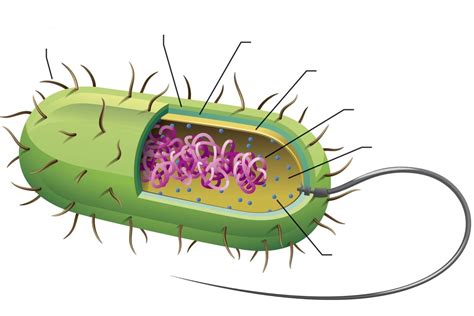 Prokaryotic Cell Labeling Diagram | Quizlet