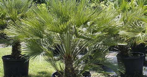 Deze Mediterrane Tuinplanten Toveren Je Tuin Om In Een Paradijs