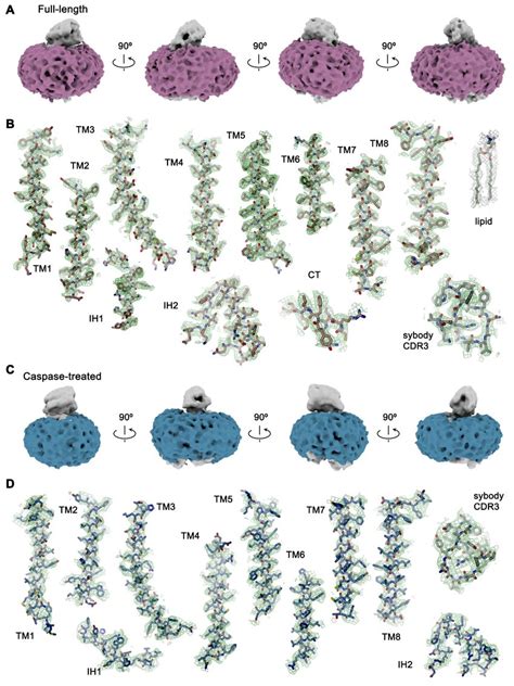 Figure Supplement Cryo Em Density A Density Of The Detergent Belt