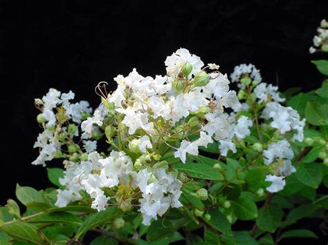 Acoma Semi Dwarf Crape Myrtle Myrtle Flower White Gardens