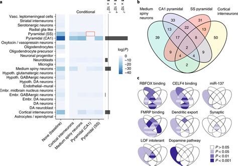 CA1 pyramidal neurons, medium spiny neurons and cortical interneurons ... 