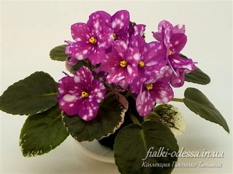 Rivermist Calypso - Фіалки-Одеса - Колекція Поспілко Тетяни