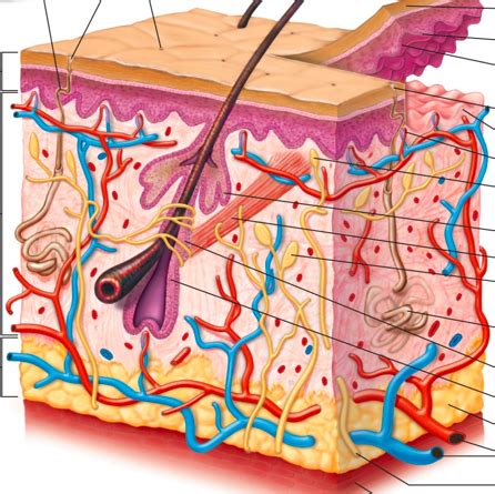 Dual A P Integumentary System Diagram Quizlet