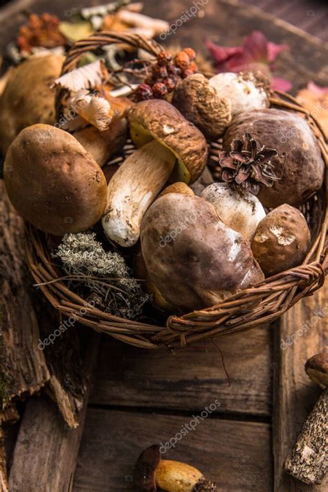 Los Hongos Comestibles Del Bosque Se Cierran Ceps Boletus Edulis Sobre