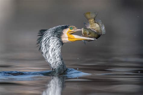 Bird Photographer of the Year 2021 Shortlist — The School of ...