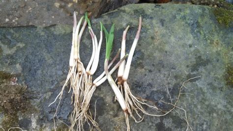 Wild Leeks Aka Ramps — Allium Tricoccum Nomad Seed Project