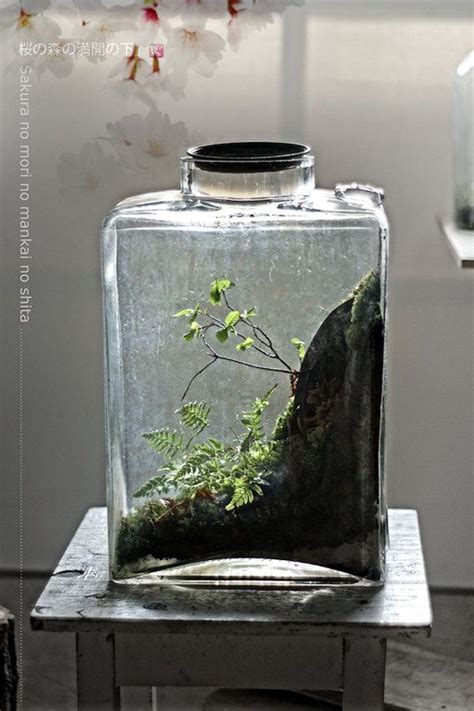 How To Grow Moss On Pots And Rocks Artofit