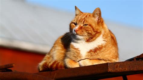 54 Ginger Cat Wallpapers - WallpaperBoat