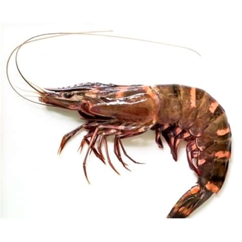 Crevettes royales sauvage crue 1pcs La Marée Annemasse