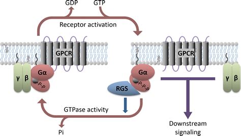 Frontiers The Role Of G Proteins And G Protein Regulating Proteins In