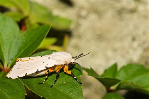 Black and White Moth: What Kind Is It? - A-Z Animals