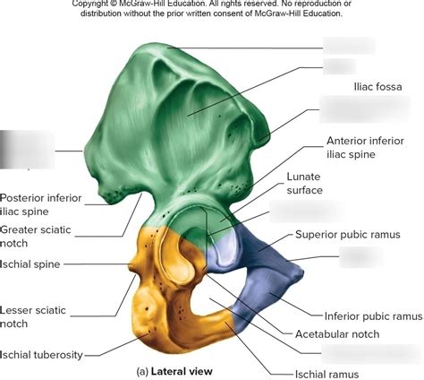 Test 2 Coxal Bone Diagram Quizlet