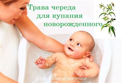 Череда для купания новорожденных - как заваривать траву правильно