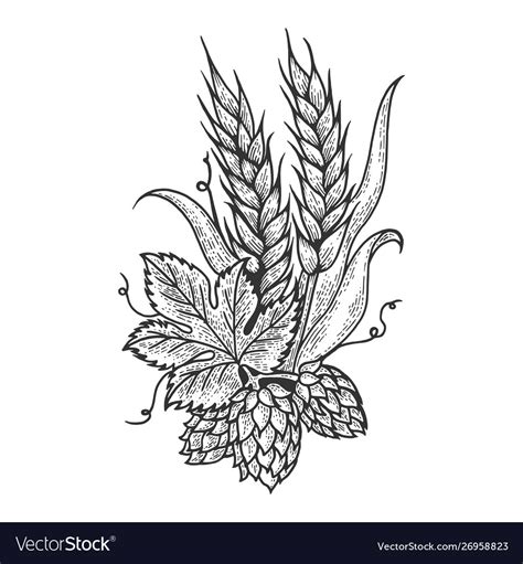 Hops And Barley Sketch Engraving Royalty Free Vector Image