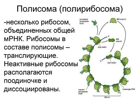Функциональная морфология синтетического аппарата. Рибосомы ...