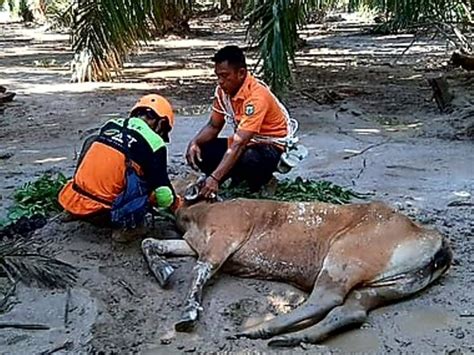 Relawan Selamatkan Sapi Korban Banjir Masamba Tagar